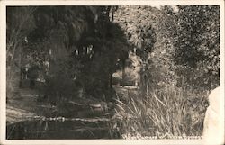 Palm Canyon at Palm Springs Postcard