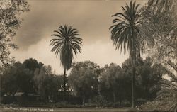Palm Trees at San Deigo Mission Postcard