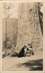 A "Dog on" Big Redwood Postcard