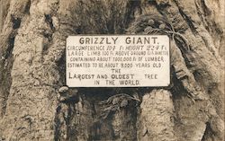 Grizzly Giant - The Largest and Oldest in the World Postcard