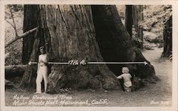 Hollow Redwood Tree at Muir Woods National Monument Mill Valley, CA Postcard Postcard Postcard
