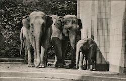 Elephants at the Frankfurt Zoo Postcard