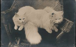 Two Longhaired White Cats on Wicker Chair Postcard