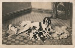 English Pointer with her puppies Dogs Postcard Postcard Postcard