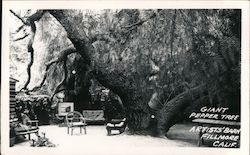 Giant Pepper Tree, Artists' Barn Postcard