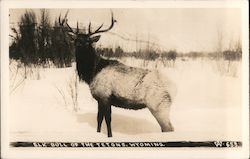 Elk Bull of the Tetons Wyoming Postcard Postcard Postcard