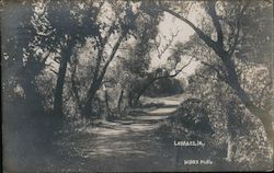 Tree Covered Lave Postcard