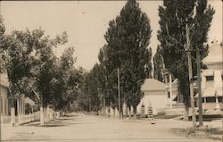 Tree-Lined Residential Street Postcard
