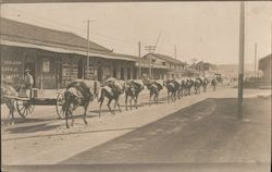 Line of mules or Donkeys Postcard