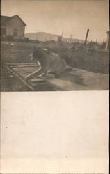 Cat near Barbed Wire Postcard