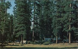 Typical Camping Area Under the Towering Ponderosa Pines at Lake Almanor, Calif Postcard