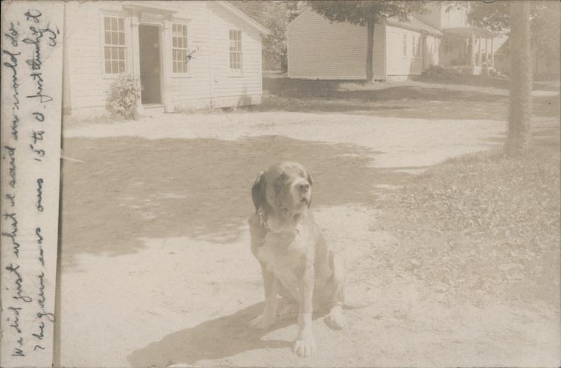 Sitting Dog Ashfield Massachusetts Dogs