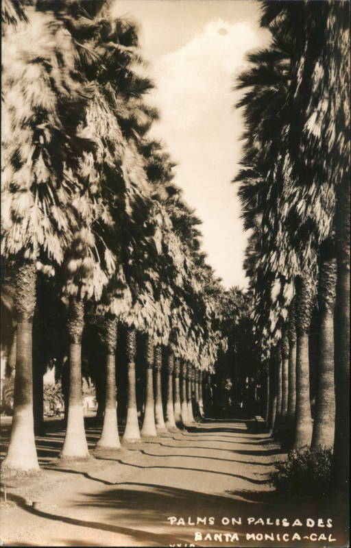 Palms on Palisades Santa Monica Cal California