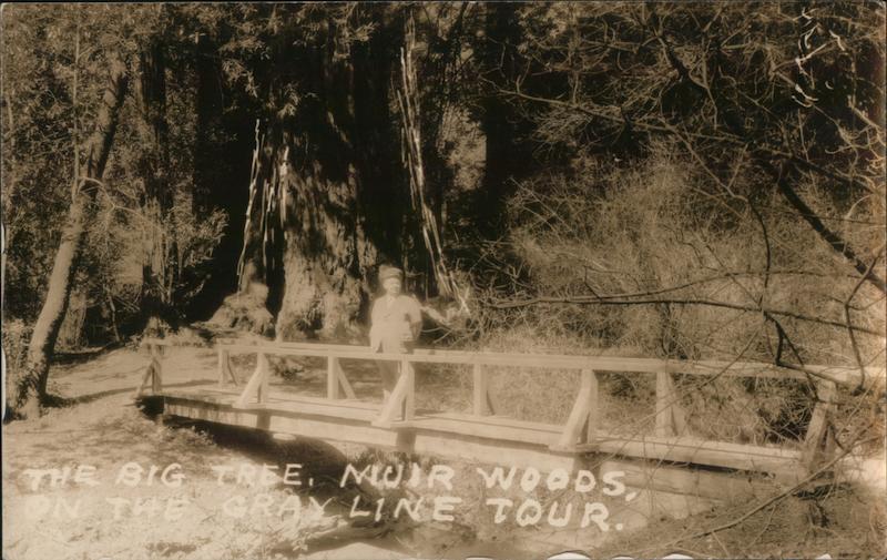The Big Tree Muir Woods on the Gray Line Tour Mill Valley California