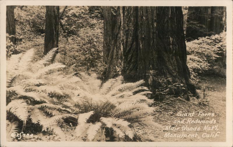 Giant Ferns And Redwoods, Muir Woods National Monument Mill Valley California