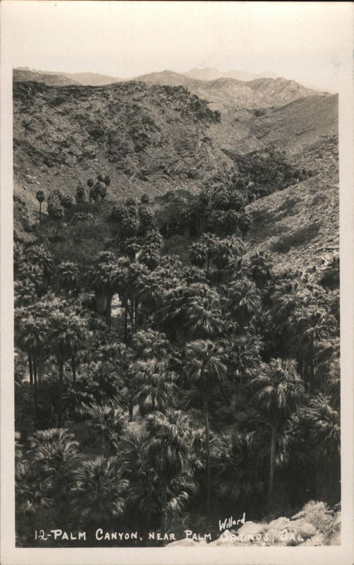 Palm Canyon Near Palm Springs California Willard