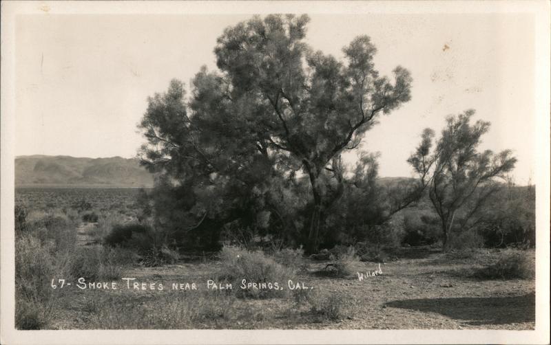 Smoke Trees near Palm Springs, California Willard