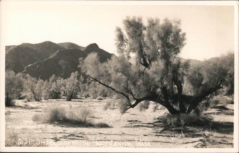 Smoke Trees in Palm Canyon Wash Indio California Willard