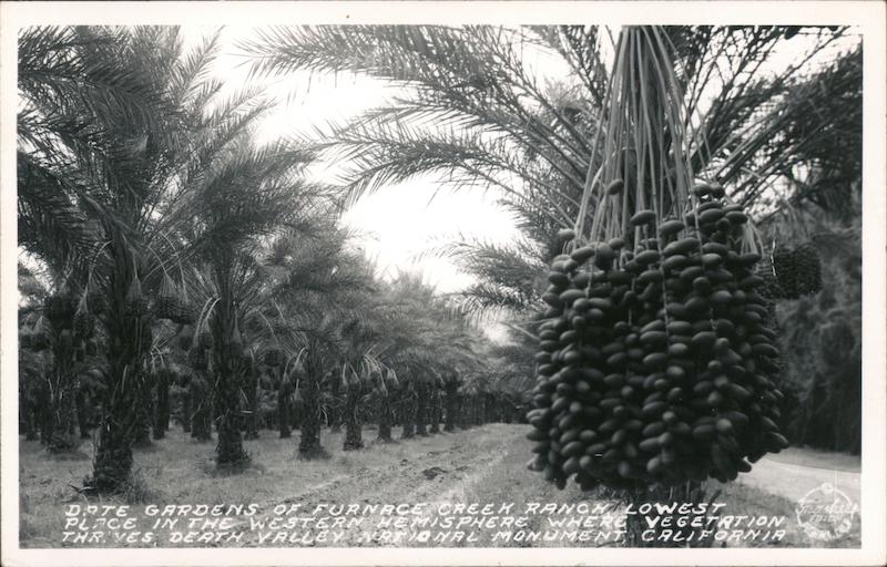 Date Gardens of Furnace Creek Ranch, lowest place in the Western Hemisphere where vegetation thrives