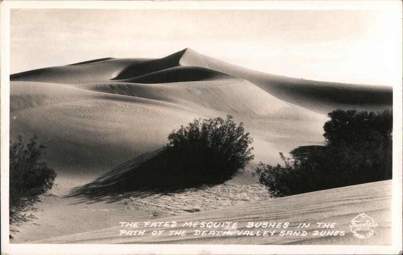 The Fated Mesquite Bushes In The Path of the Death Valley Sand Dunes California