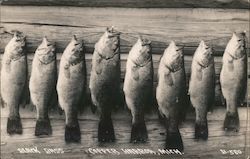 Black Bass Postcard