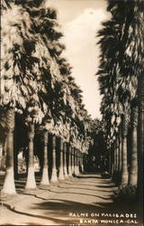 Palms on Palisades Santa Monica Cal Postcard