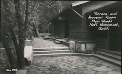 Terrace and Souvenir Room Muir Woods Nat'l Monument Postcard