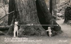 Hollow Redwood Tree at Muir Woods National Monument Postcard