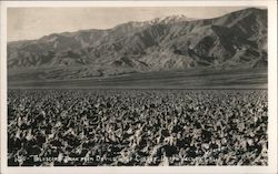 Telescope Peak From Devil's Golf Course Postcard