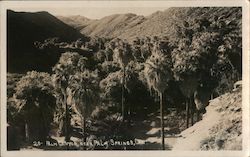 Palm Canyon Postcard