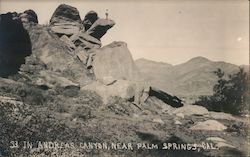 In Andreas Canyon, Near Palm Springs, California Postcard