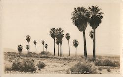 Twenty-Nine Palms Postcard