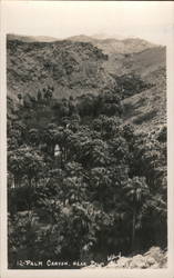 Palm Canyon Near Palm Springs Postcard
