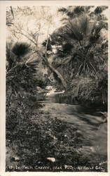 Palm Canyon Postcard