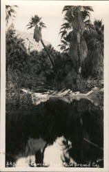 Palm Canyon Postcard