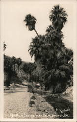 Palm Canyon Postcard