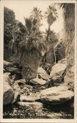 West Fork Palm Canyon Postcard