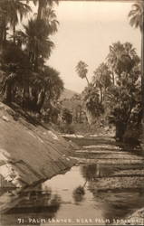 Palm Canyon Near Palm Springs Postcard