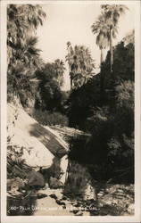 Palm Canyon Near Palm Springs Postcard