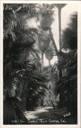 The Jungle, Palm Canyon Postcard