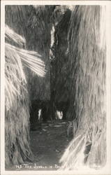 The Jungle in Palm Canyon Postcard