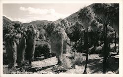 Palm Canyon, near Palm Springs, California Postcard
