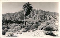 On the Desert near Palm Springs, California Postcard