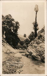 A View of Palm Canyon Postcard