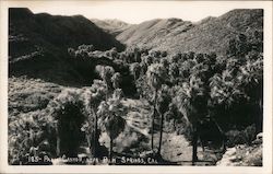 Palm Canyon near Palm Springs, California Postcard