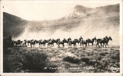 A Twenty Mule Team Postcard