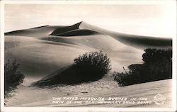 The Fated Mesquite Bushes In The Path of the Death Valley Sand Dunes Postcard