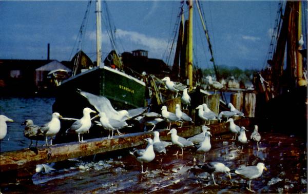 Feast Of The Gulls Birds