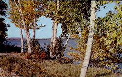 White Birches, Province Lake Effingham, NH Postcard Postcard