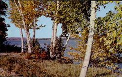 White Birches, Province Lake Postcard